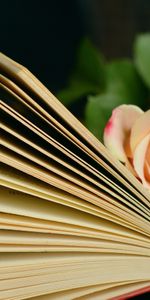 Flowers,Bouquet,Book,Roses,Reading