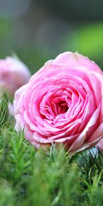 Bourgeons,Bouquet,Fleurs,Roses