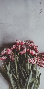 Flowers,Bouquet,Buds,Stems,Tulips