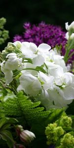 Flowers,Bouquet,Close Up,Greens