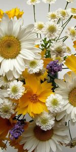 Flowers,Bouquet,Composition,Small,Large,Big,Camomile