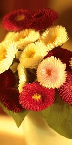 Flowers,Bouquet,Daisies,Leaves