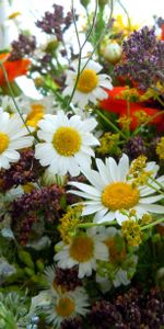 Flowers,Bouquet,Different,Charm,Camomile