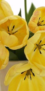 Démantelé,Lâche,Bouquet,Fleurs,Tulipes,Vase