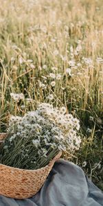 Domaine,Camomille,Panier,Fleurs,Champ,Bouquet