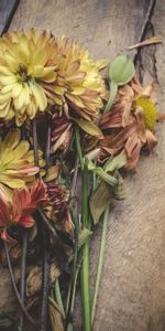 Flowers,Bouquet,Herbarium