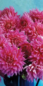 Flowers,Bouquet,Jug,Dahlias,Background