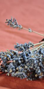 Flores,Ramo,Lavanda