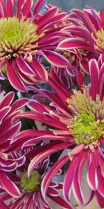 Flowers,Bouquet,Mottled,Asters,Close Up,Variegated