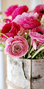 Flowers,Bouquet,Ranunculus,Ranunkulus,Birch Bark,Beresta