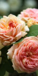 Flowers,Bouquet,Roses,Close Up