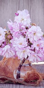 Flowers,Bouquet,Sakura,Vase