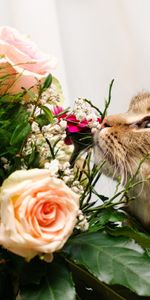 Flowers,Bouquet,To Sniff,Smell,Animals,Cat