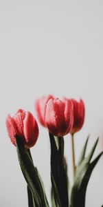 Flowers,Bouquet,Tulip,Drops,Wet