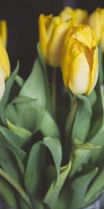 Fleurs,Bouquet,Tulipes