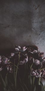 Fleurs,Sombre,Mur,Tulipes,Bouquet