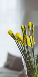 Fleurs,Bouquet,Vase