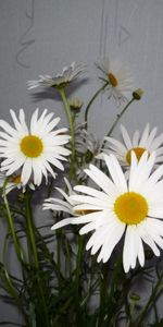 Flowers,Bouquets,Camomile,Plants