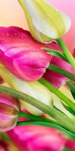 Flowers,Bouquets,Drops,Tulips,Plants