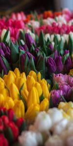 Flowers,Bouquets,Motley,Tulips,Multicolored