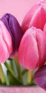 Flowers,Bouquets,Plants,Tulips