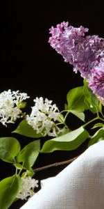 Flowers,Bowl,Tablecloth,Lilac,Black Background