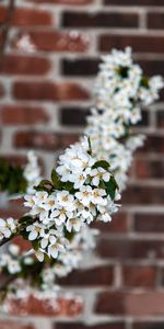 Rama,Cereza De Pájaro,Cerezo Silvestre,Flores