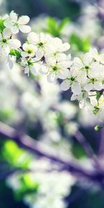 Flowers,Branch,Bloom,Flowering,Spring