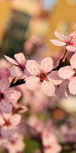 Flowers,Branch,Bloom,Flowering,Spring