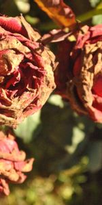 Flowers,Branch,Buds,Dry Rose,Petals