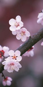 Flowers,Branch,Close Up,Sakura