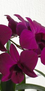 Flowers,Branch,Curtain,Orchids