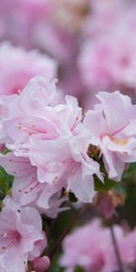 Flowers,Branch,Drops,Flowering,Bloom,Spring