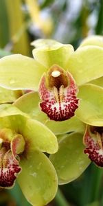 Flowers,Branch,Exotic,Exotics,Drops,Orchid