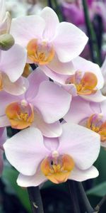 Flowers,Branch,Exotic,Exotics,Orchid