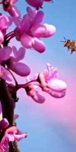 Flowers,Branch,Flight,Bee,Macro,Spring