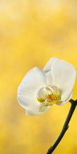 Flowers,Branch,Flower,Petals,Orchid