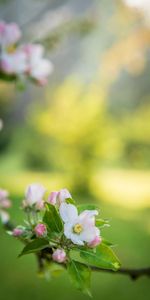 Flores,Flor,Rama,Jardín