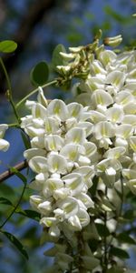 Légumes Verts,Acacia,Branche,Blanc Comme Neige,Fleurs,Verdure,Blanche Neige