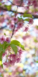 Feuilles,Branche,Fleurs,Floraison,Jardin