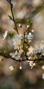 Flowers,Branch,Petals,Flowering,Bloom