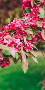 Flowers,Branch,Pink,Plant,Bloom,Flowering