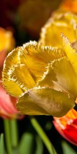 Flowers,Branch,Tulip,Petals