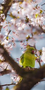 Flowers,Branches,Animals,Parrots