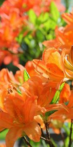 Flowers,Branches,Bloom,Flowering,Azalea,Close Up