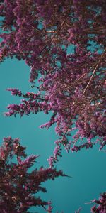 Branches,Nature,Source,Fleurs,Floraison,Printemps