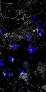 Flowers,Branches,Bloom,Stones,Dark,Flowering,Contrast