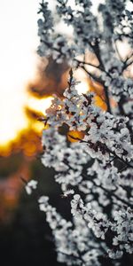 Branches,Source,Fleurs,Printemps,Sakura