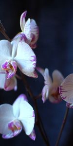 Flowers,Branches,Close Up,Orchid