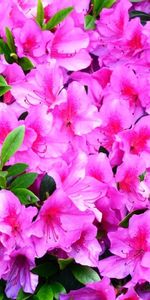 Flowers,Branches,Flowering,Azalea,Close Up,Greens,Bloom